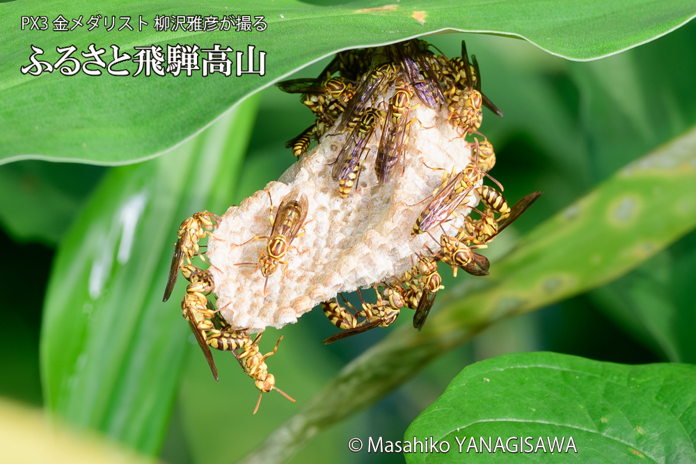 飛騨高山に棲むアシナガバチと、その巣の写真です。