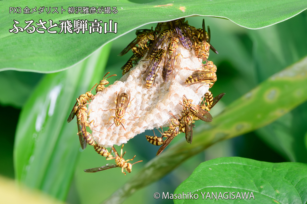 飛騨高山に棲むアシナガバチと、その巣の写真です。