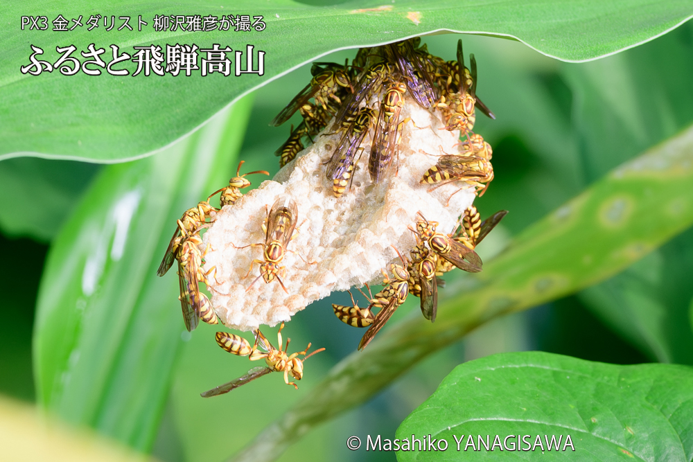 飛騨高山に棲むアシナガバチと、その巣の写真です。