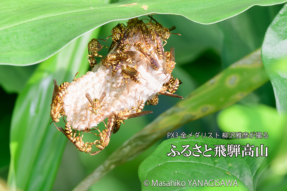 飛騨高山に棲むアシナガバチと、その巣の写真です。