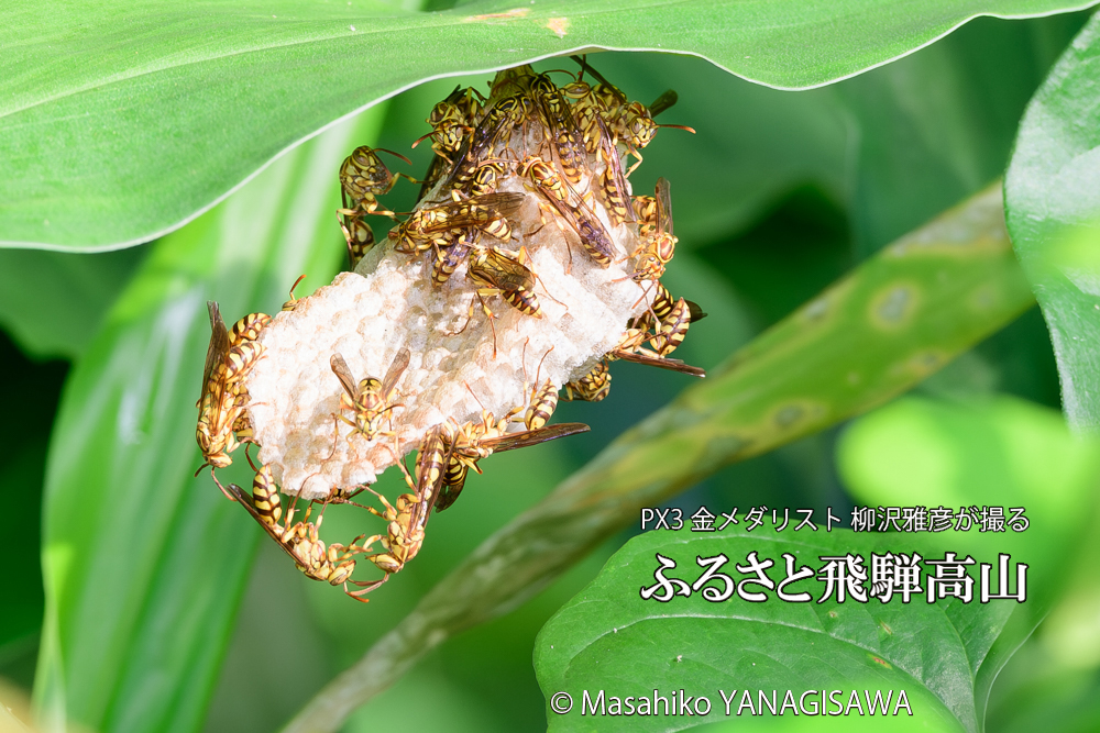 飛騨高山に棲むアシナガバチと、その巣の写真です。