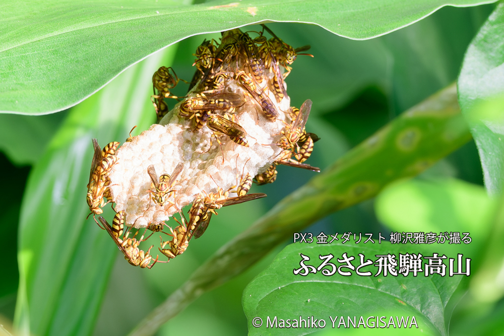 飛騨高山に棲むアシナガバチと、その巣の写真です。
