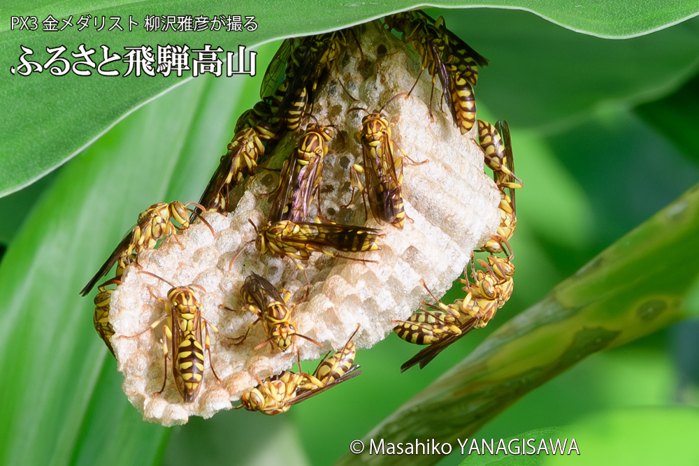 飛騨高山に棲むアシナガバチと、その巣の写真です。
