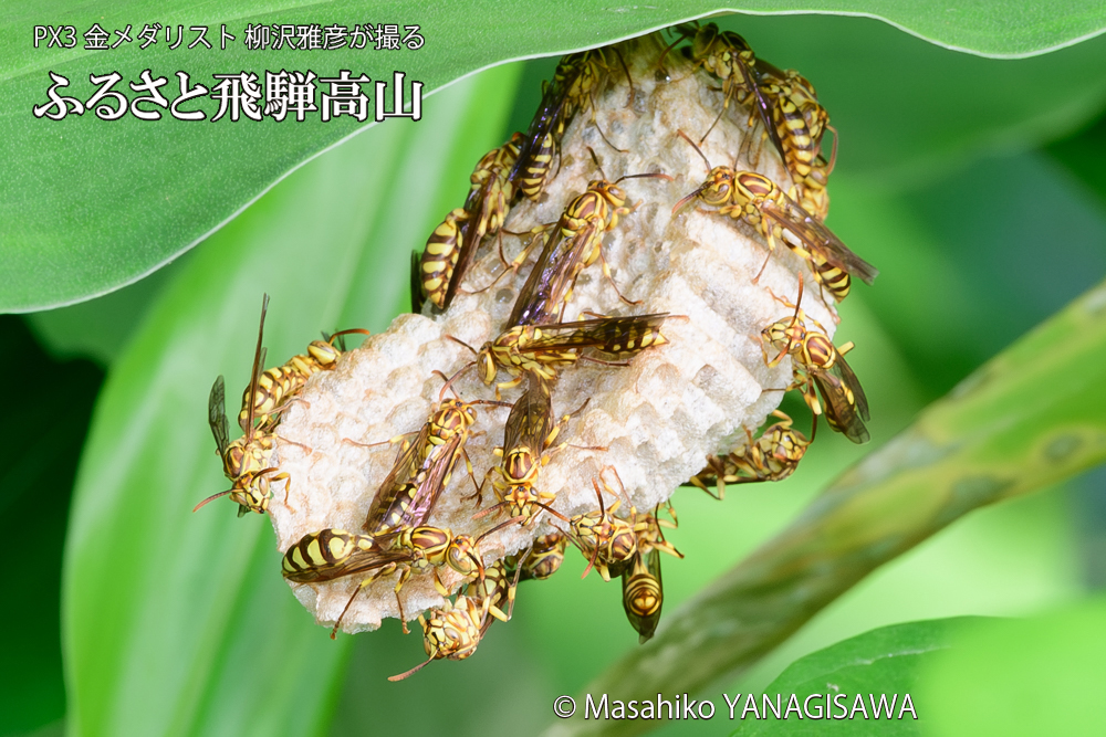飛騨高山に棲むアシナガバチと、その巣の写真です。