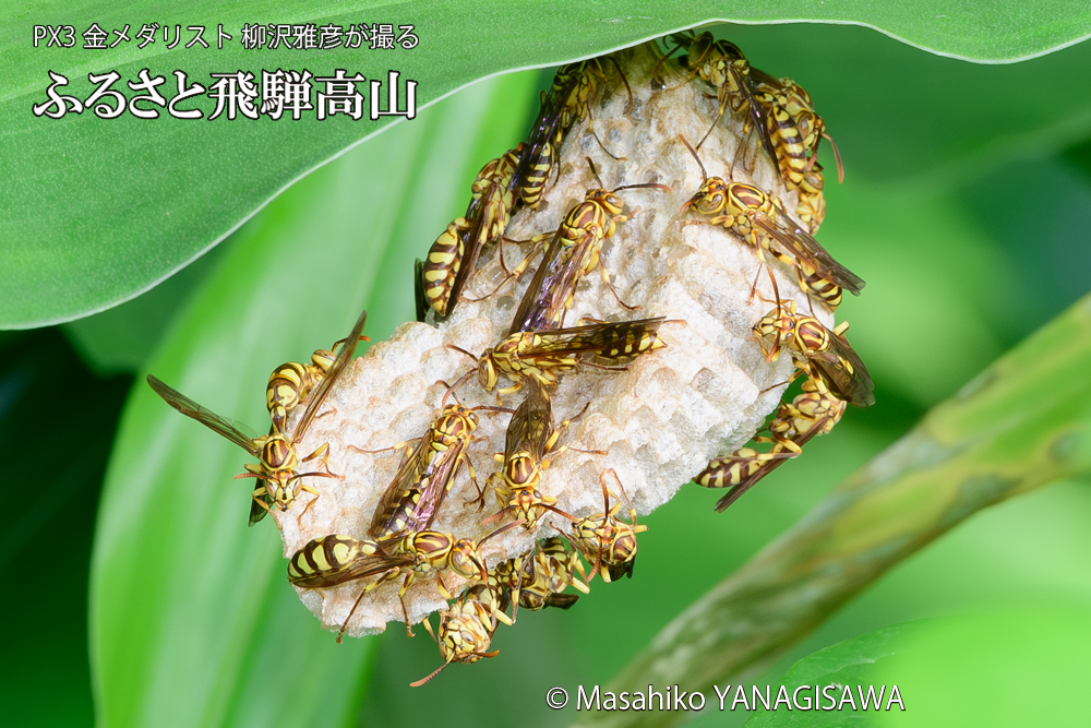 飛騨高山に棲むアシナガバチと、その巣の写真です。
