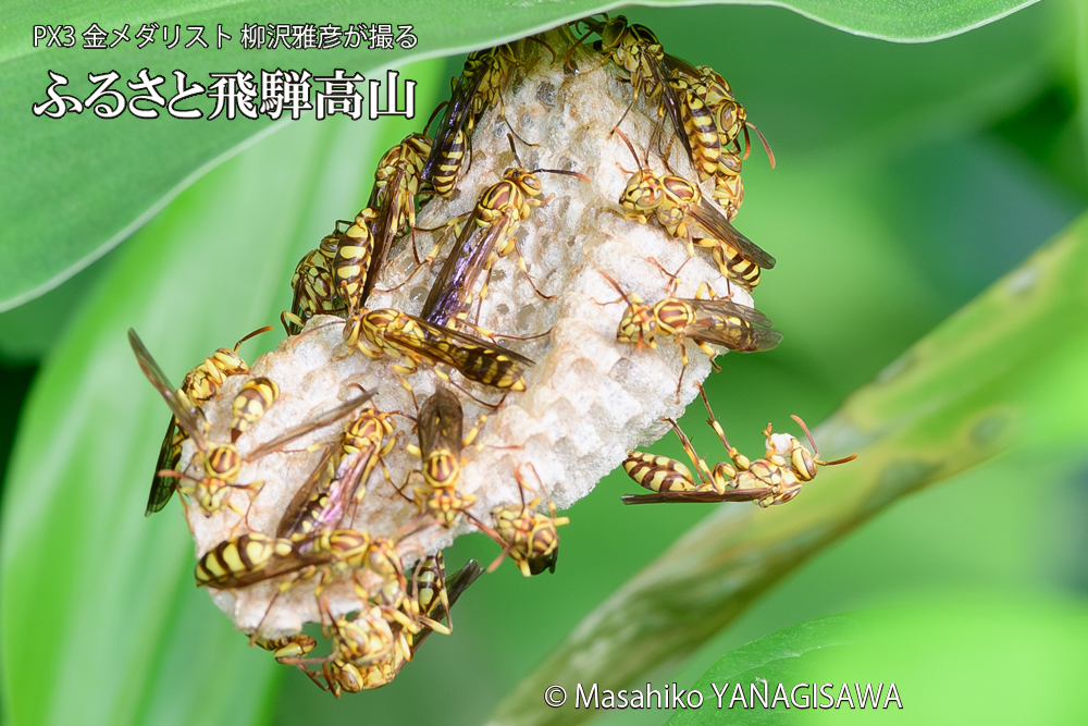 飛騨高山に棲むアシナガバチと、その巣の写真です。