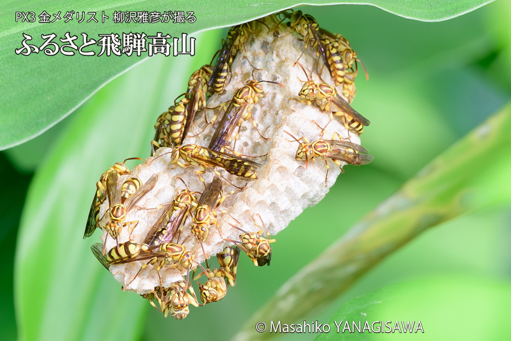 飛騨高山に棲むアシナガバチと、その巣の写真です。