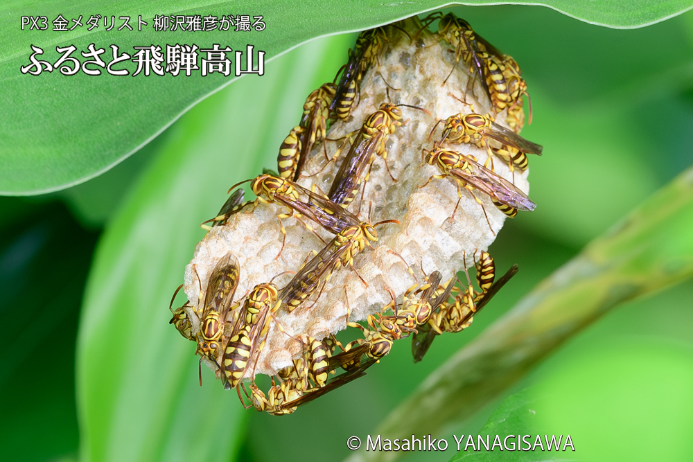 飛騨高山に棲むアシナガバチと、その巣の写真です。