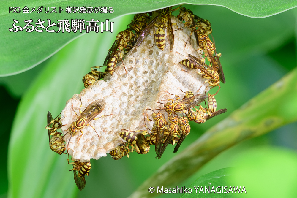 飛騨高山に棲むアシナガバチと、その巣の写真です。