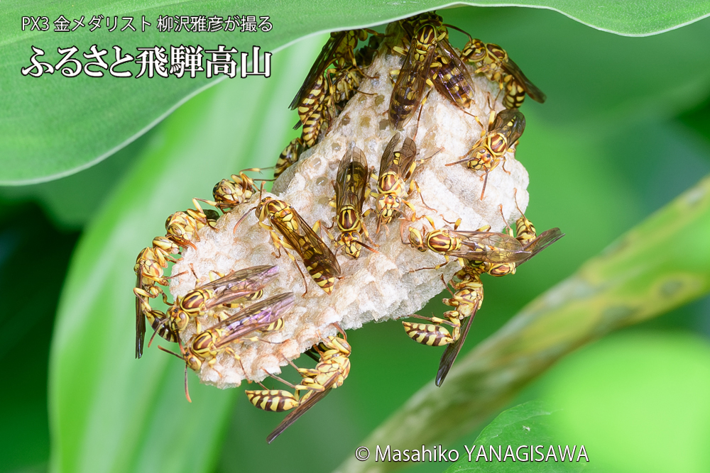 飛騨高山に棲むアシナガバチと、その巣の写真です。