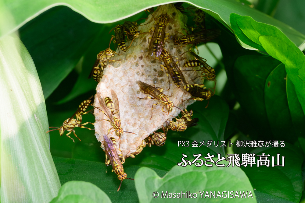 飛騨高山に棲むアシナガバチと、その巣の写真です。