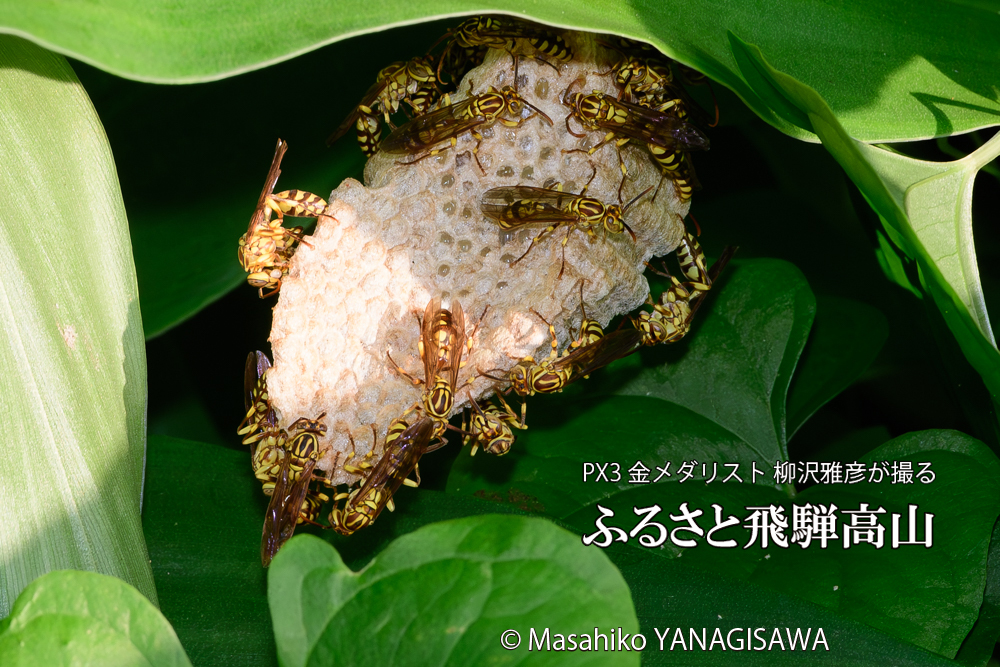 飛騨高山に棲むアシナガバチと、その巣の写真です。
