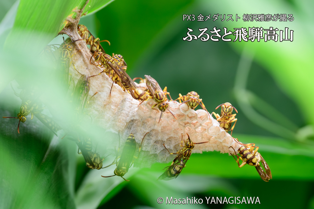 飛騨高山に棲むアシナガバチと、その巣の写真です。
