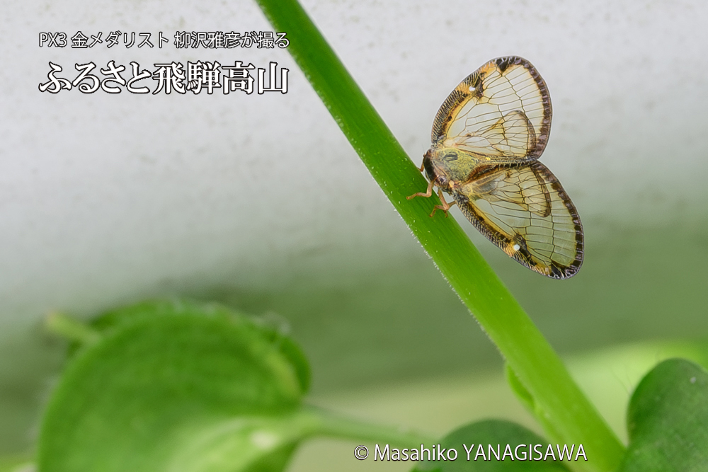 飛騨高山に棲むスケバハゴロモの写真です。