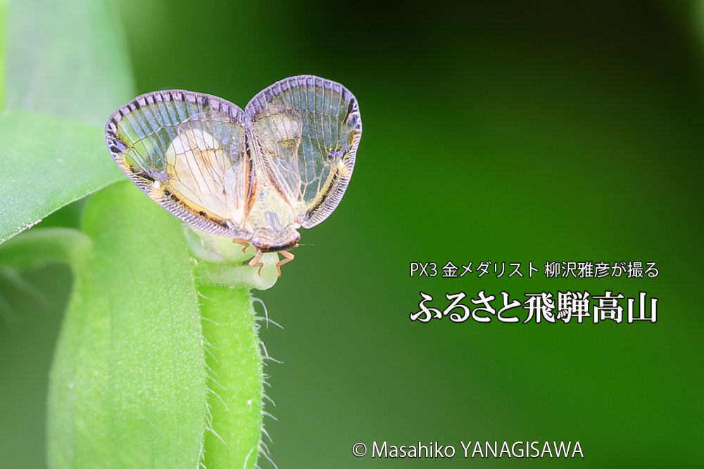 飛騨高山に棲むスケバハゴロモの写真です。
