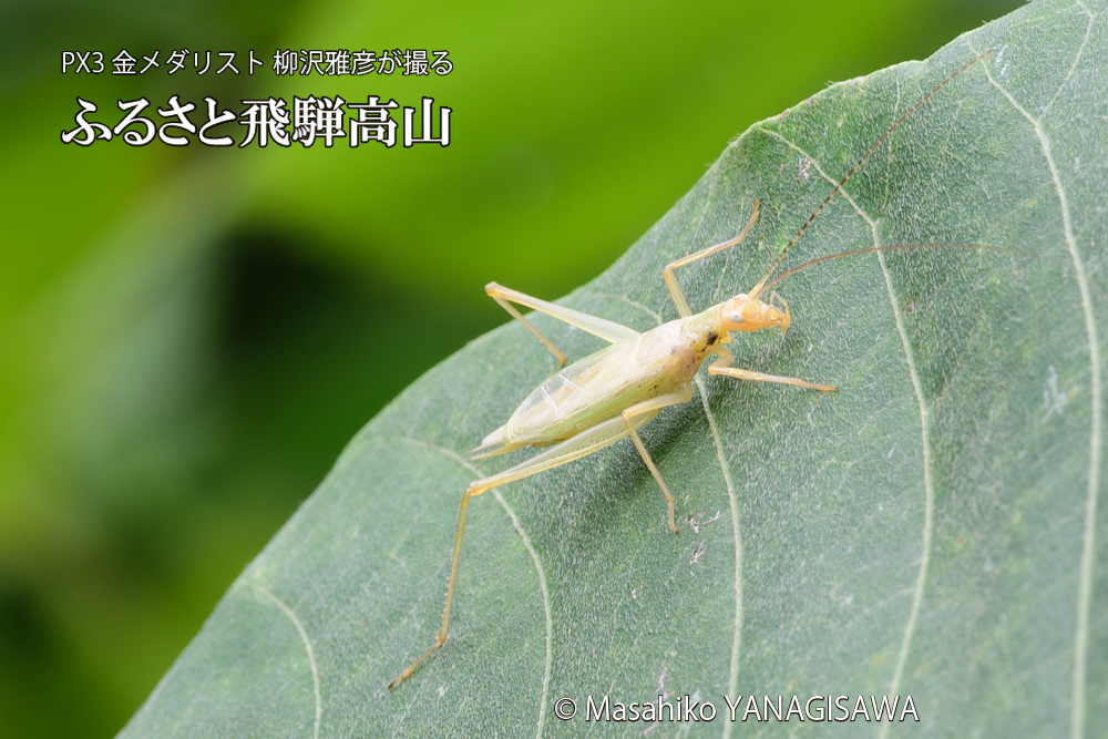 飛騨高山に棲むカンタンの写真です。