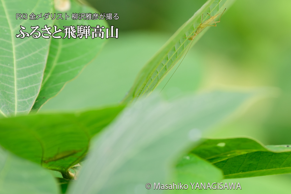 飛騨高山に棲むカンタンの写真です。