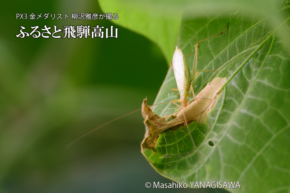 飛騨高山に棲むカンタンの写真です。