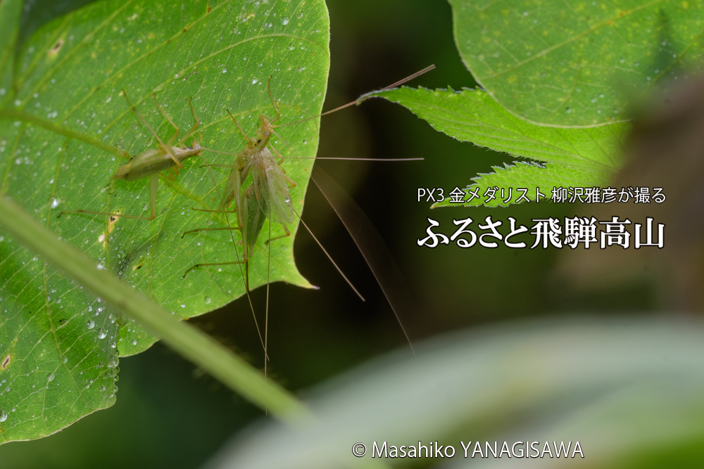 飛騨高山に棲むカンタンの三つ巴の様子の写真です。