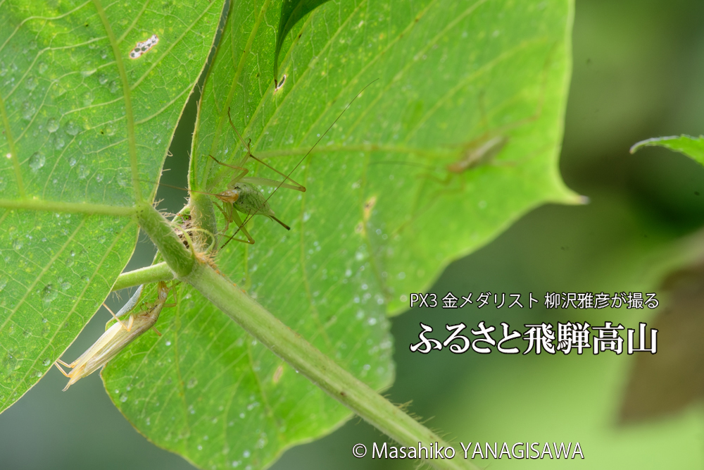 飛騨高山に棲むカンタンの三つ巴の様子の写真です。