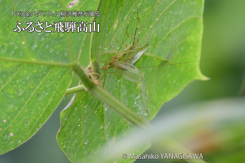 飛騨高山に棲むカンタンの三つ巴の様子の写真です。
