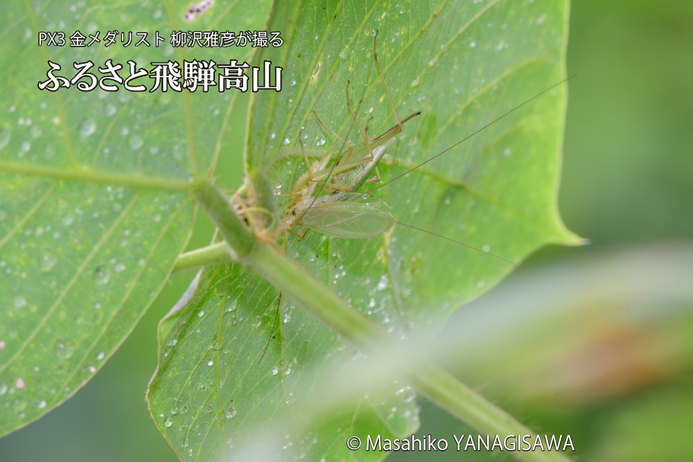 飛騨高山に棲むカンタンの三つ巴の様子の写真です。