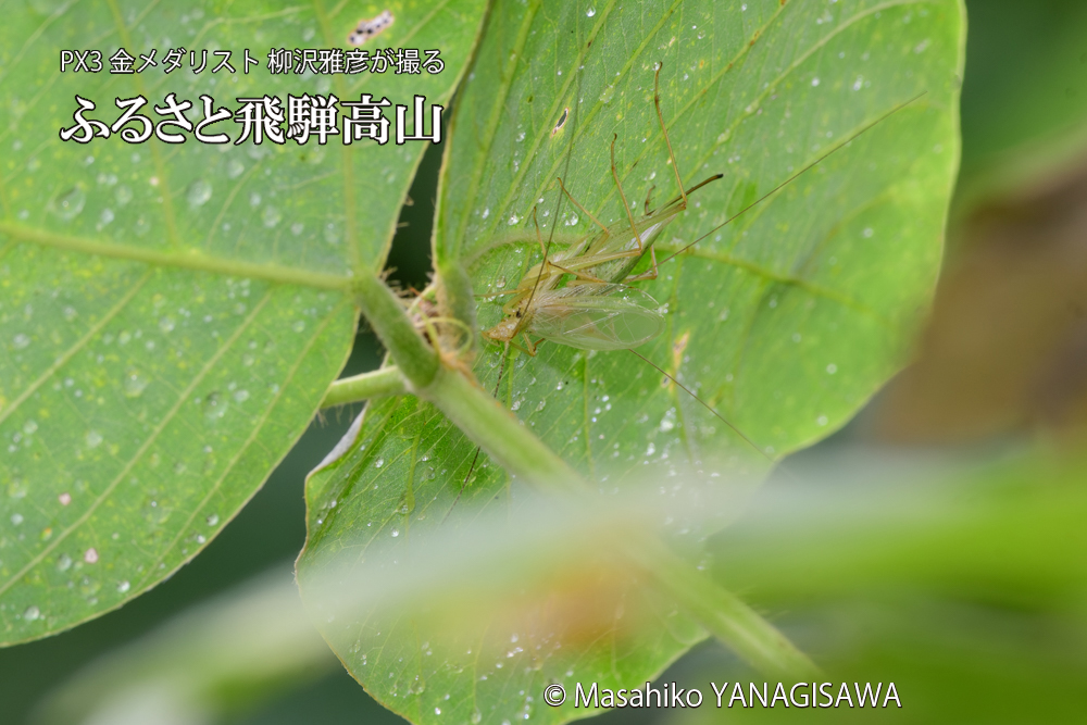 飛騨高山に棲むカンタンの三つ巴の様子の写真です。