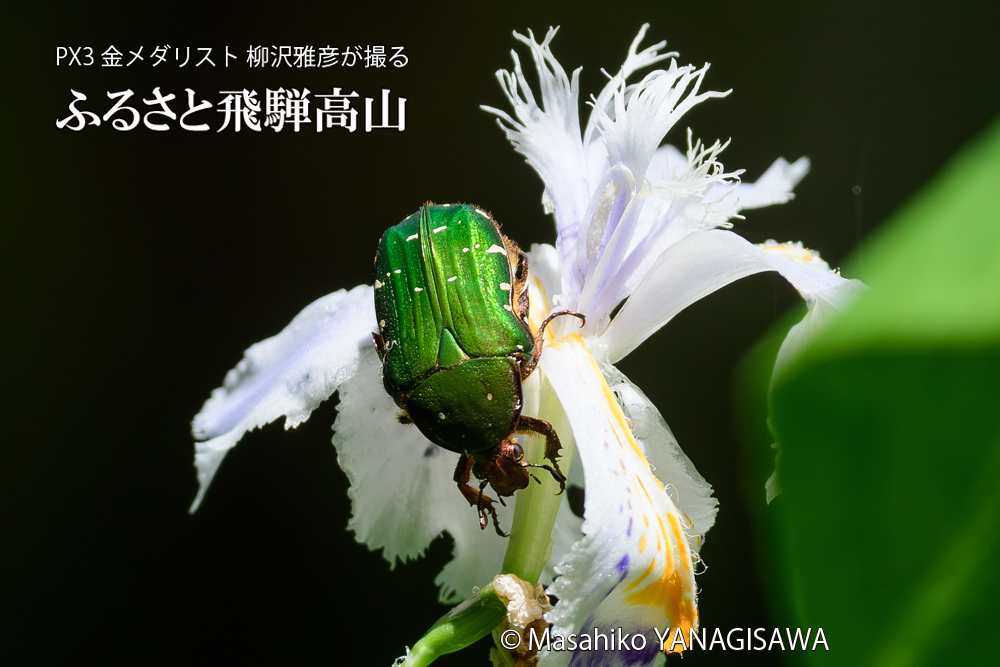 飛騨高山に棲むハナムグリの写真です。