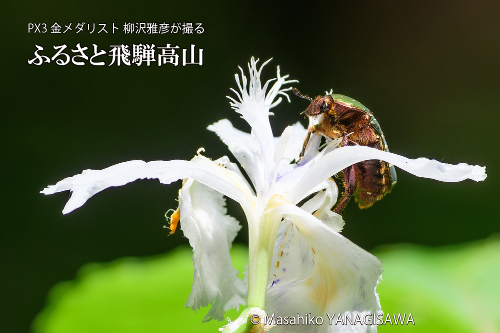飛騨高山に棲むハナムグリの写真です。