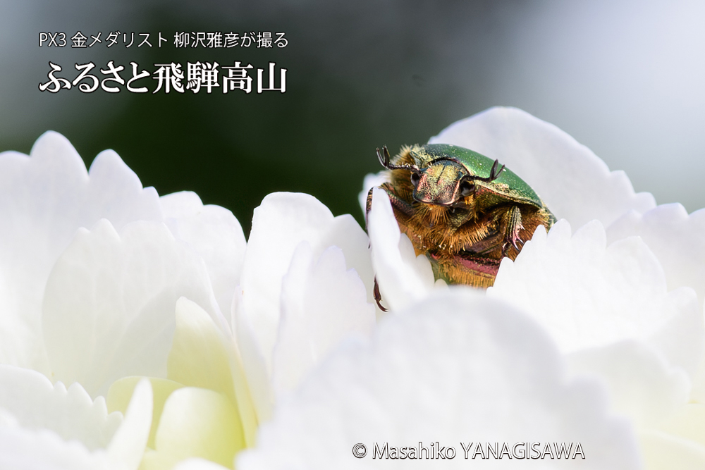 飛騨高山に棲むハナムグリの写真です。