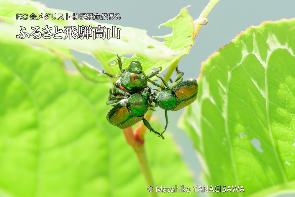 飛騨高山に棲むマメコガネの写真です。