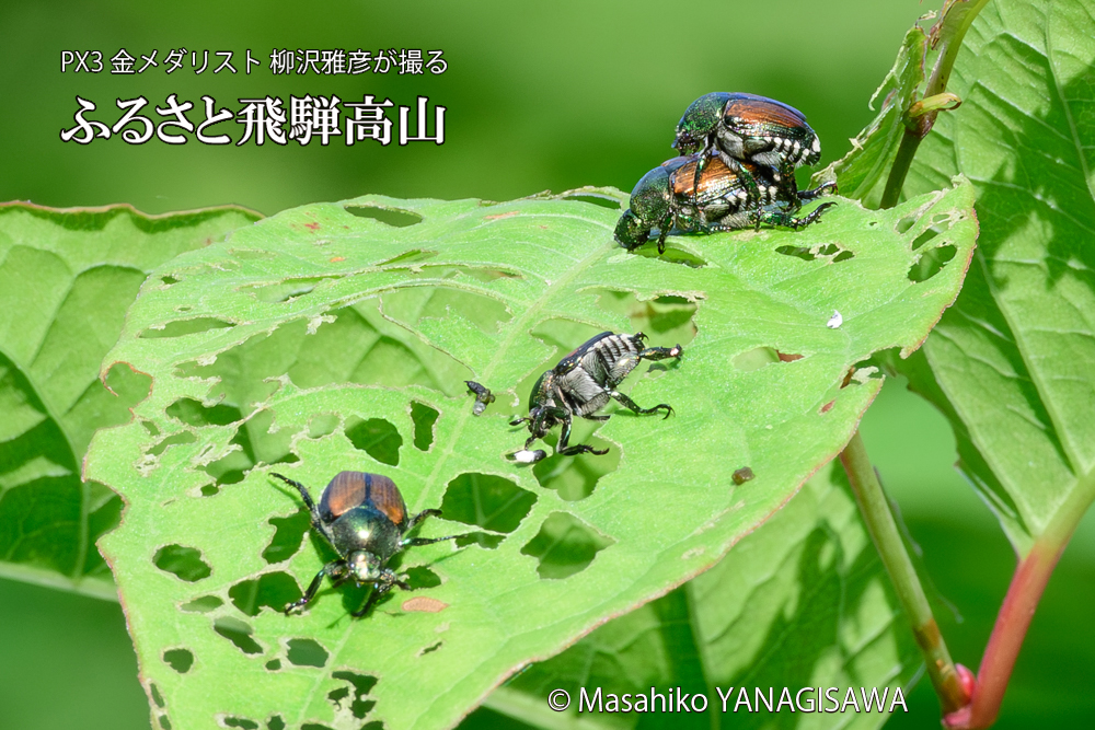 飛騨高山に棲むマメコガネの写真です。