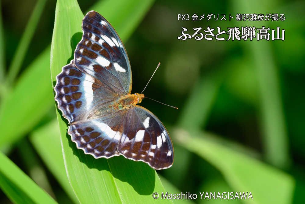 飛騨高山に棲むメスグロヒョウモンの写真です。