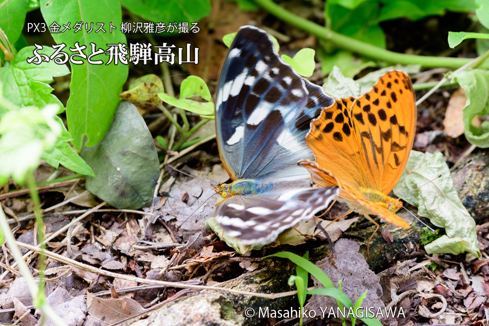 飛騨高山に棲むメスグロヒョウモンの写真です。