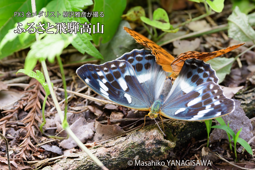 飛騨高山に棲むメスグロヒョウモンの写真です。