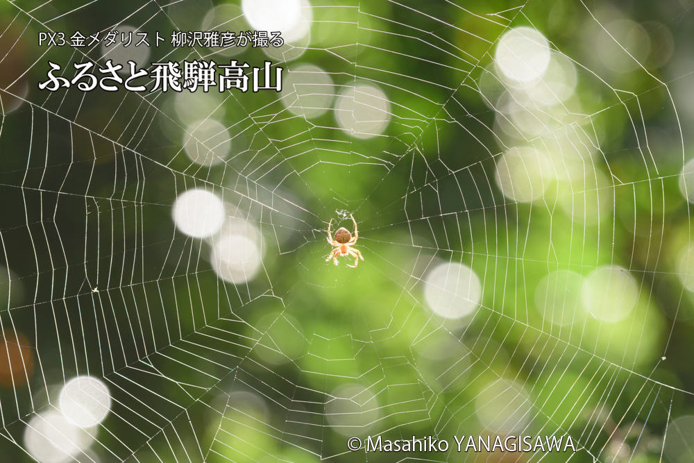 飛騨高山に棲むクモの写真です。