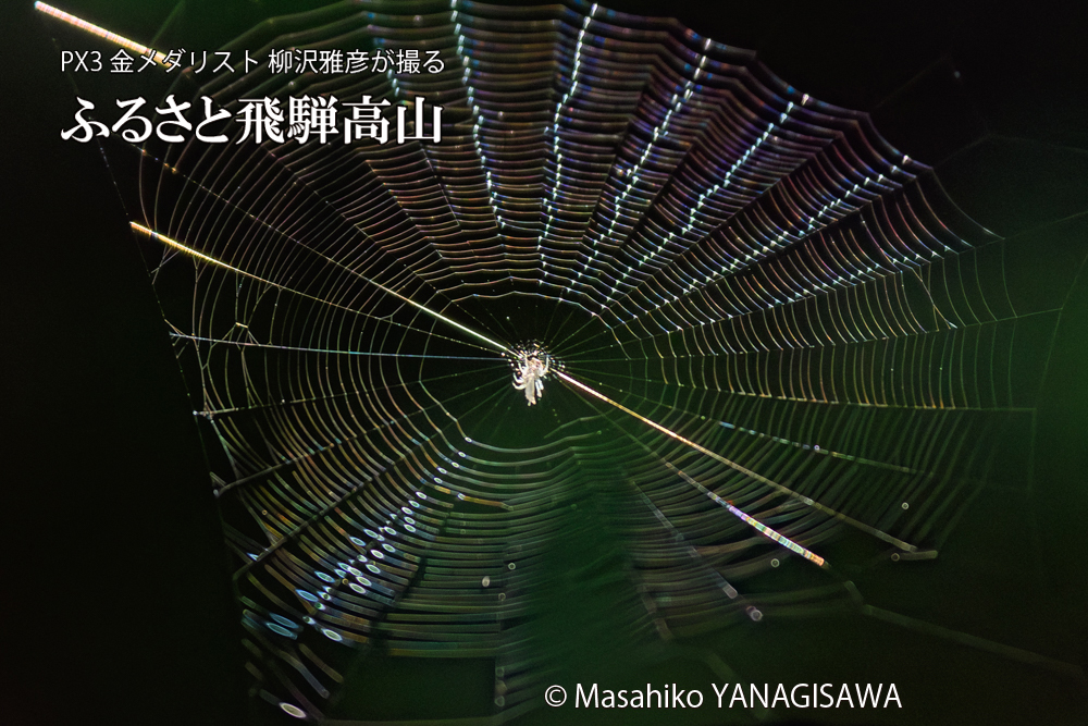 飛騨高山に棲むクモの写真です。