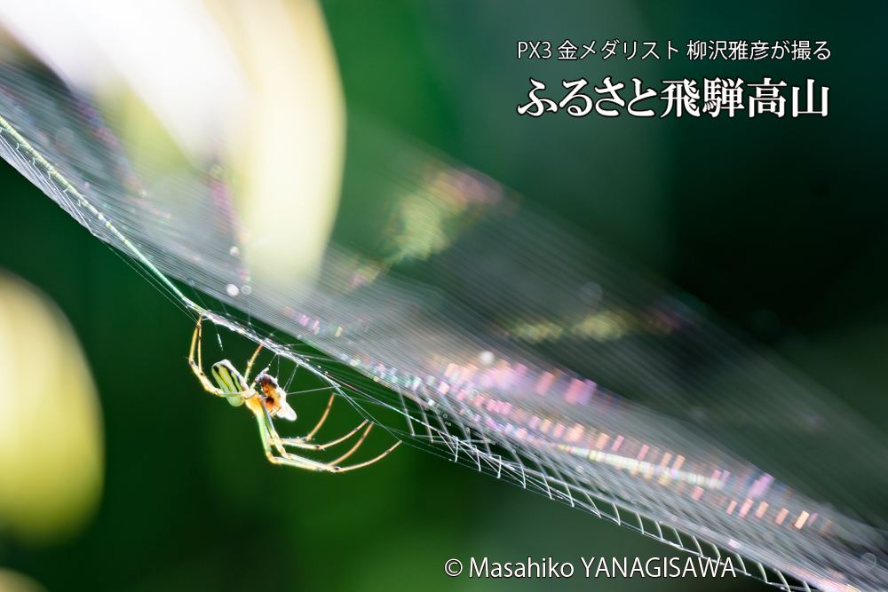 飛騨高山に棲むクモの写真です。