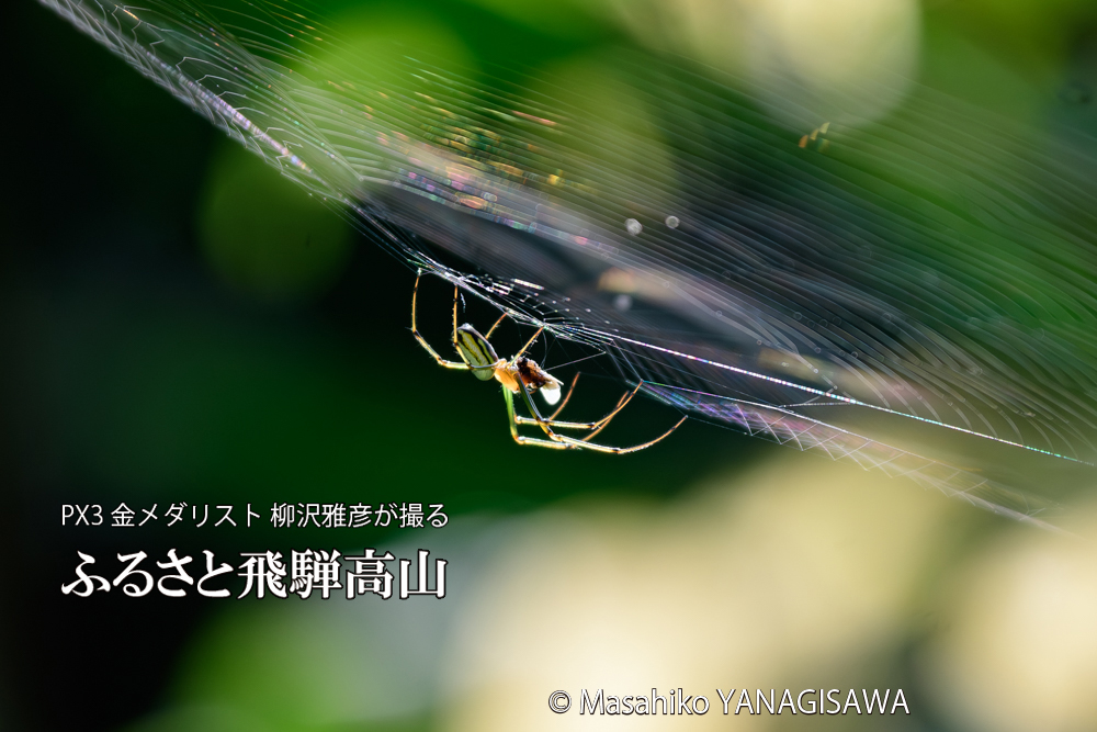 飛騨高山に棲むクモの写真です。