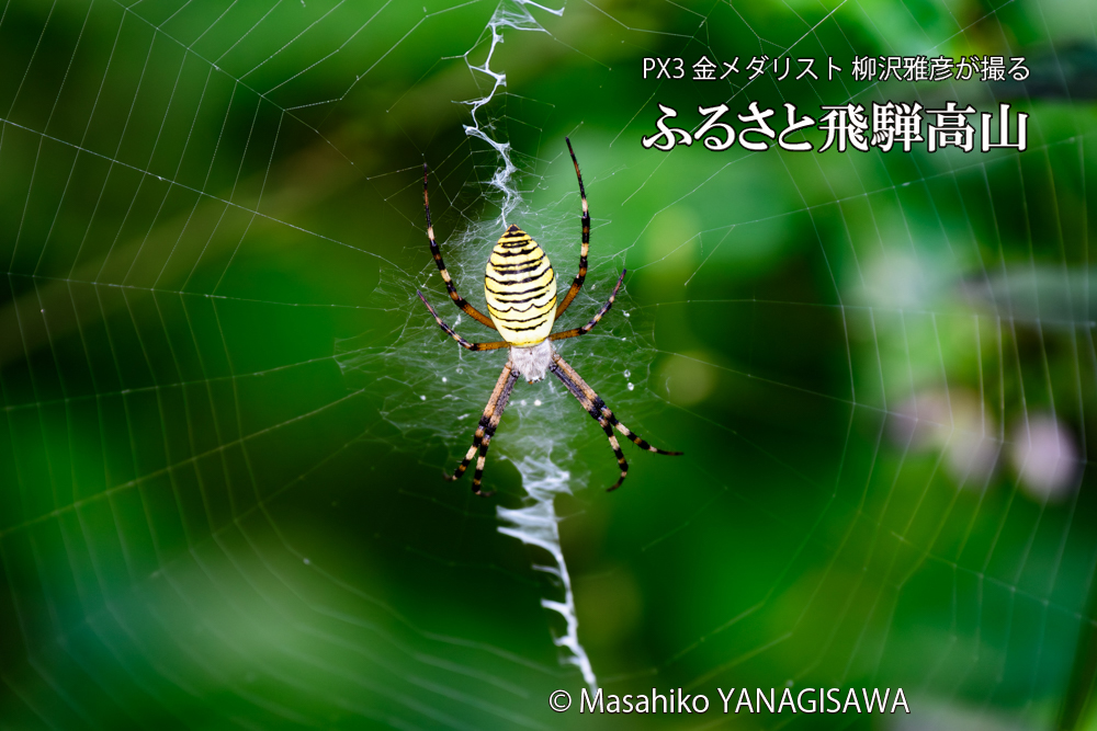 飛騨高山に棲む網を張って獲物を待ち構えるクモの写真です。