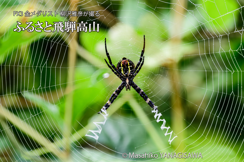飛騨高山に棲む網を張って獲物を待ち構えるクモの写真です。