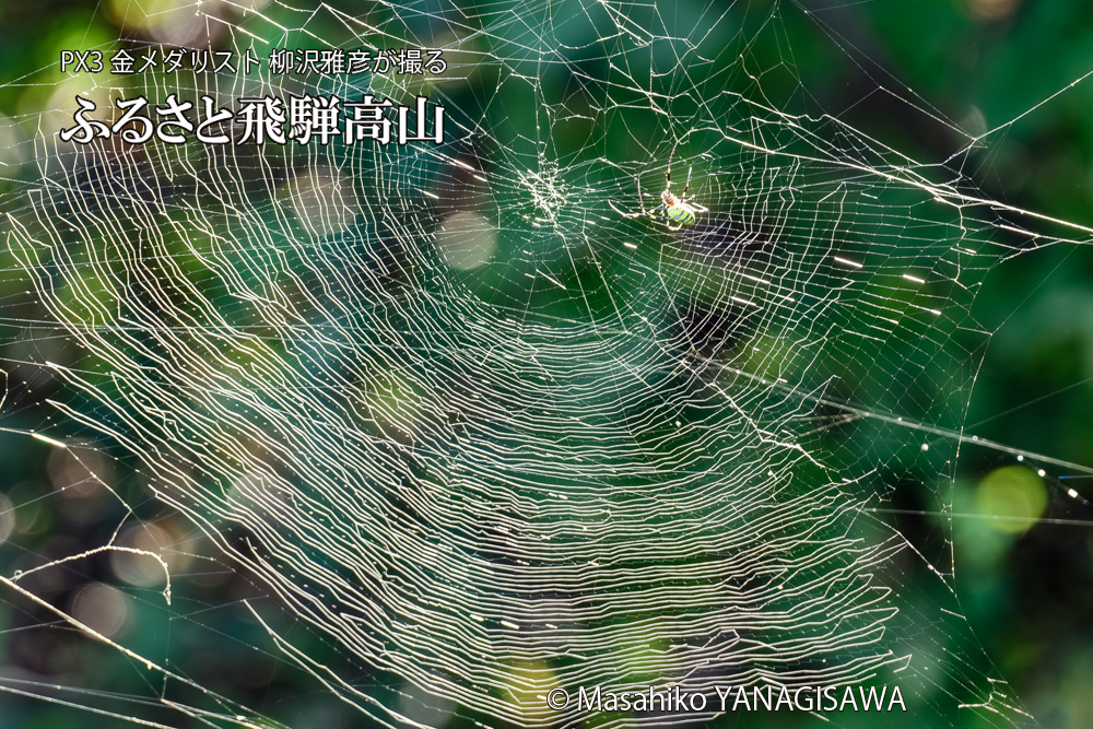 飛騨高山に棲む網を張って獲物を待ち構えるクモの写真です。