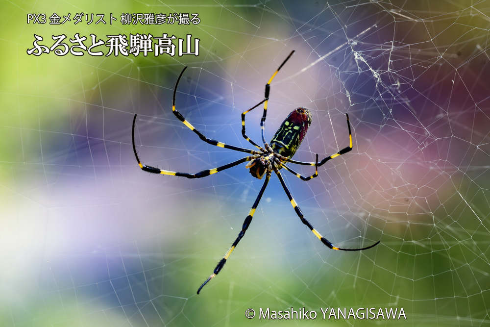 飛騨高山に棲む網を張って獲物を待ち構えるクモの写真です。