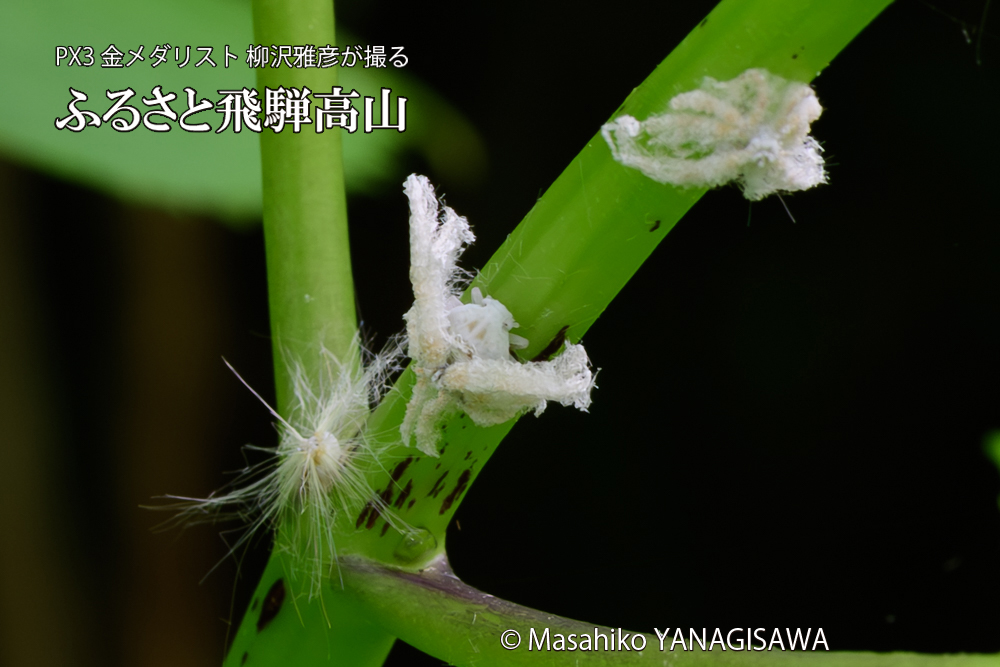 飛騨高山に棲むアオバハゴロモの幼虫の写真です。