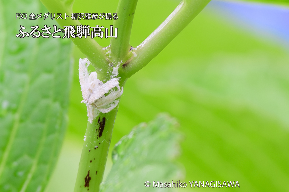 飛騨高山に棲むアオバハゴロモの幼虫の写真です。