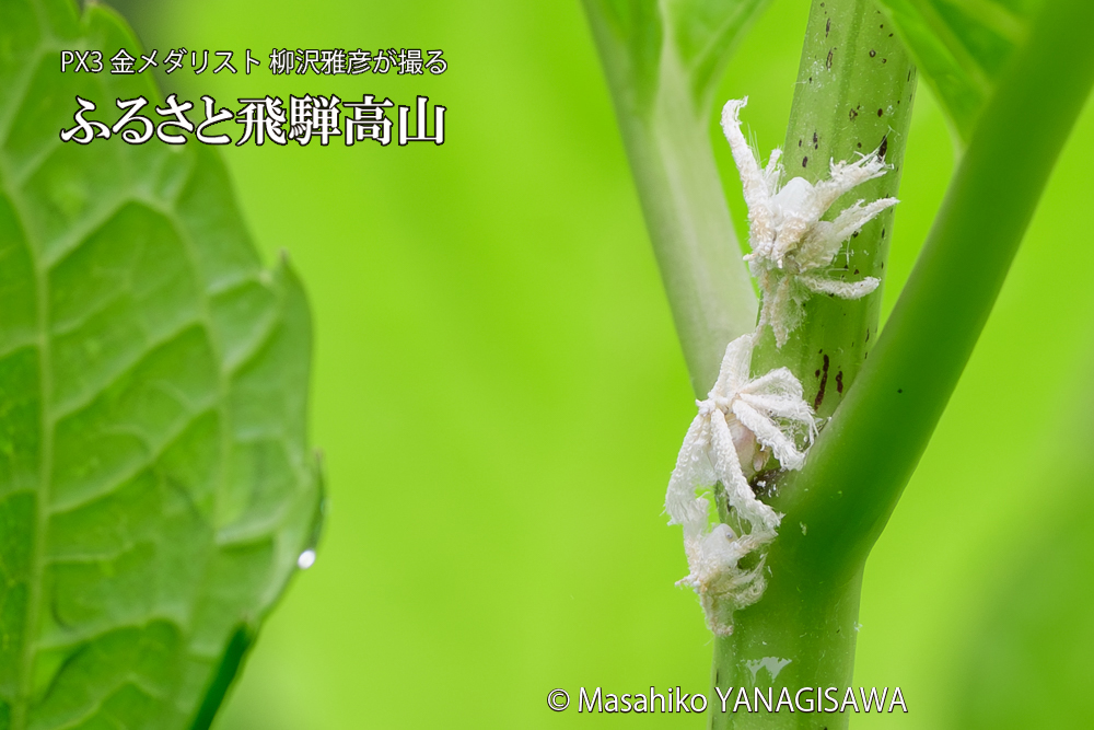 飛騨高山に棲むアオバハゴロモの幼虫の写真です。