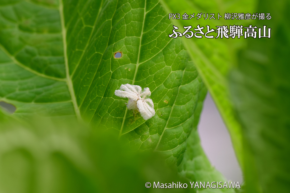 飛騨高山に棲むアオバハゴロモの幼虫の写真です。