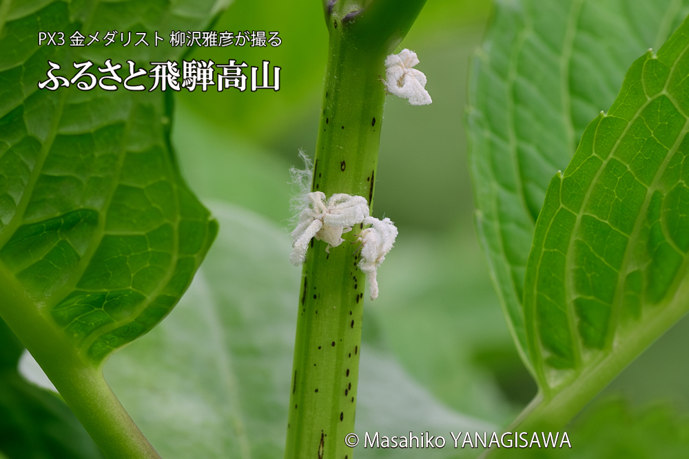 飛騨高山に棲むアオバハゴロモの幼虫の写真です。