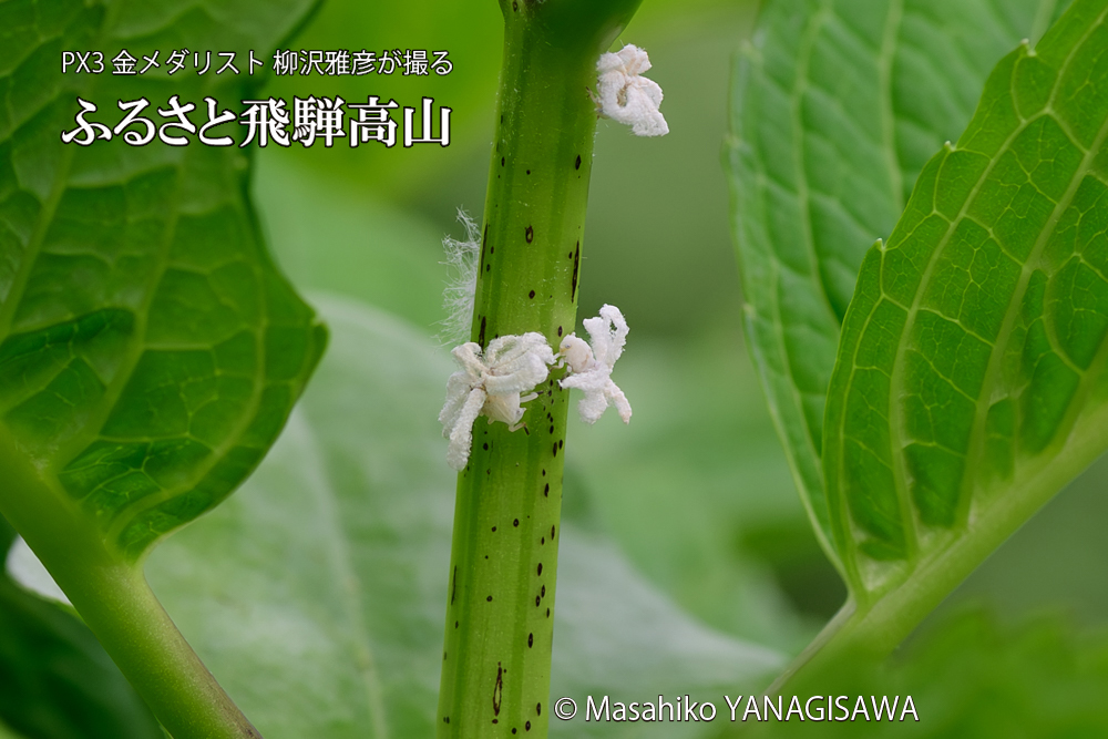飛騨高山に棲むアオバハゴロモの幼虫の写真です。