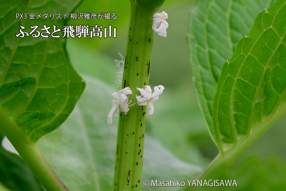 飛騨高山に棲むアオバハゴロモの幼虫の写真です。